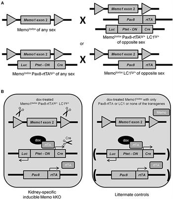 Renal Memo1 Differentially Regulates the Expression of Vitamin D-Dependent Distal Renal Tubular Calcium Transporters